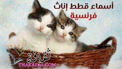 أجمل اسماء قطط اناث فرنسية رائعة 2025 ومعانيها أجمل اسماء قطط اناث فرنسية رائعة 2025 ومعانيها