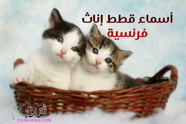 أجمل اسماء قطط اناث فرنسية رائعة 2025 ومعانيها أجمل اسماء قطط اناث فرنسية رائعة 2025 ومعانيها
