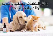 بدائل اللقاحات للقطط والكلاب والحيوانات الاليفة 2023 بدائل اللقاحات للقطط والكلاب والحيوانات الاليفة 2023