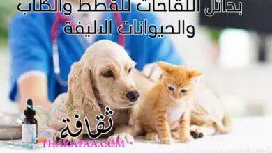 بدائل اللقاحات للقطط والكلاب والحيوانات الاليفة 2023