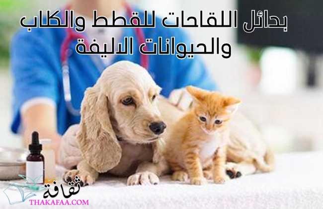 بدائل اللقاحات للقطط والكلاب والحيوانات الاليفة 2023 بدائل اللقاحات للقطط والكلاب والحيوانات الاليفة 2023