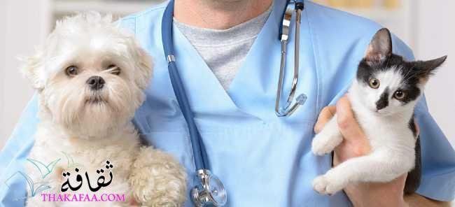 تطوير بدائل اللقاحات للقطط والكلاب