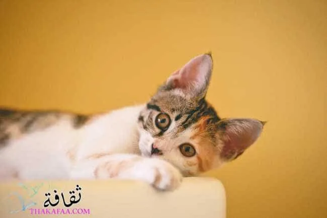 هل تعرف القطط أسمائها؟