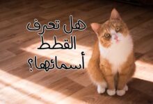 هل تعرف القطط أسمائها؟ دراسة 78 قطة هل تعرف القطط أسمائها؟ دراسة 78 قطة