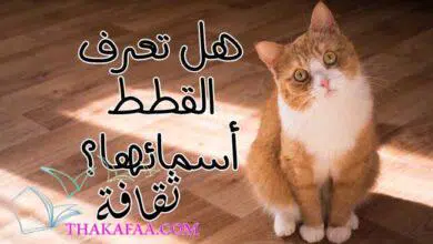 هل تعرف القطط أسمائها؟ دراسة 78 قطة