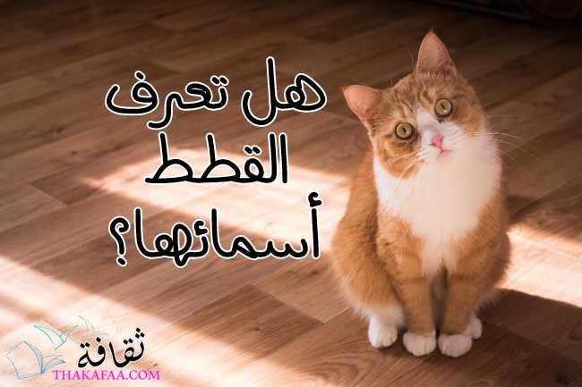 هل تعرف القطط أسمائها؟ دراسة 78 قطة هل تعرف القطط أسمائها؟ دراسة 78 قطة