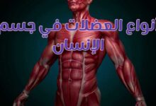 جميع أنواع العضلات في جسم الإنسان بالتفصيل جميع أنواع العضلات في جسم الإنسان بالتفصيل