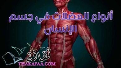 جميع أنواع العضلات في جسم الإنسان بالتفصيل جميع أنواع العضلات في جسم الإنسان بالتفصيل