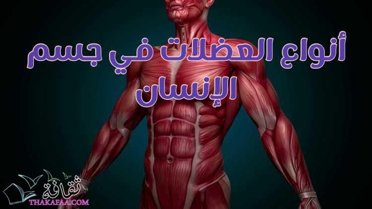 أنواع العضلات في جسم الإنسان