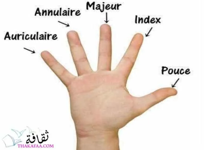 اسماء الاصابع ومعانيها