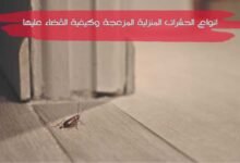 جميع انواع الحشرات المنزلية المزعجة وكيفية القضاء عليها جميع انواع الحشرات المنزلية المزعجة وكيفية القضاء عليها