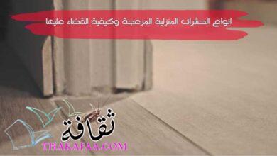 جميع انواع الحشرات المنزلية المزعجة وكيفية القضاء عليها جميع انواع الحشرات المنزلية المزعجة وكيفية القضاء عليها