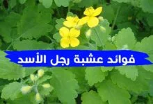 جميع فوائد عشبة رجل الأسد والاضرار وطريقة التحضير بالتفصيل