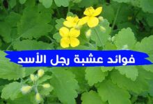 جميع فوائد عشبة رجل الأسد والاضرار وطريقة التحضير بالتفصيل جميع فوائد عشبة رجل الأسد والاضرار وطريقة التحضير بالتفصيل