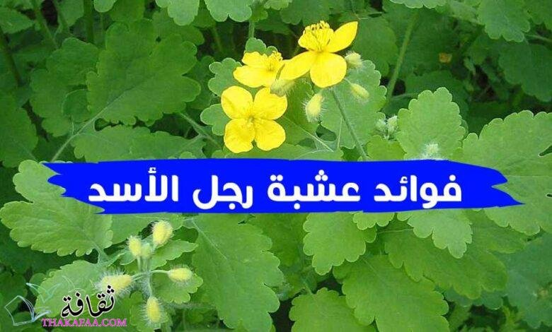 جميع فوائد عشبة رجل الأسد والاضرار وطريقة التحضير بالتفصيل جميع فوائد عشبة رجل الأسد والاضرار وطريقة التحضير بالتفصيل