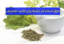 طريقة استخدام عشبة رجل الأسد للتنحيف مجربة 2023 طريقة استخدام عشبة رجل الأسد للتنحيف مجربة 2023