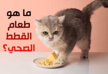 ما هو طعام القطط الصحي؟ حقائق عن تغذية القطط الصحية