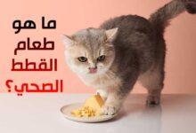 ما هو طعام القطط الصحي؟ حقائق عن تغذية القطط الصحية ما هو طعام القطط الصحي؟ حقائق عن تغذية القطط الصحية