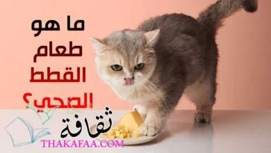 ما هو طعام القطط الصحي؟ حقائق عن تغذية القطط الصحية