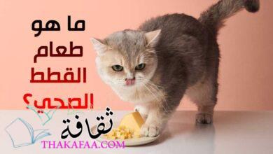 ما هو طعام القطط الصحي؟ حقائق عن تغذية القطط الصحية ما هو طعام القطط الصحي؟ حقائق عن تغذية القطط الصحية
