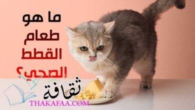 ما هو طعام القطط الصحي؟ حقائق عن تغذية القطط الصحية ما هو طعام القطط الصحي؟ حقائق عن تغذية القطط الصحية