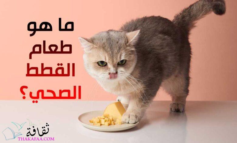 ما هو طعام القطط الصحي؟ حقائق عن تغذية القطط الصحية ما هو طعام القطط الصحي؟ حقائق عن تغذية القطط الصحية