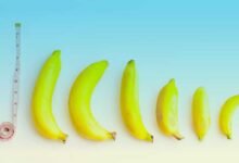 ما هو حجم القضيب (العضو الذكري) بالتفصيل؟