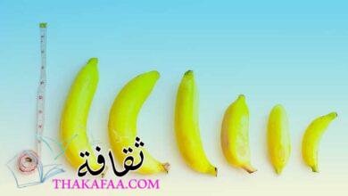 ما هو حجم القضيب (العضو الذكري) بالتفصيل؟ ما هو حجم القضيب (العضو الذكري) بالتفصيل؟