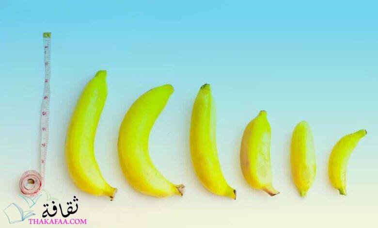 ما هو حجم القضيب (العضو الذكري) بالتفصيل؟ ما هو حجم القضيب (العضو الذكري) بالتفصيل؟