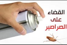 كيفية القضاء على حشرة الصراصير نهائيا وبكل سهولة كيفية القضاء على حشرة الصراصير نهائيا وبكل سهولة