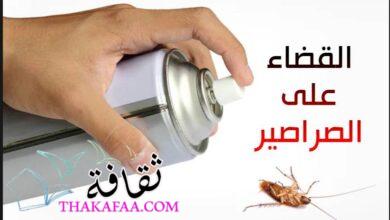كيفية القضاء على حشرة الصراصير نهائيا وبكل سهولة كيفية القضاء على حشرة الصراصير نهائيا وبكل سهولة